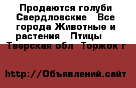 Продаются голуби Свердловские - Все города Животные и растения » Птицы   . Тверская обл.,Торжок г.
